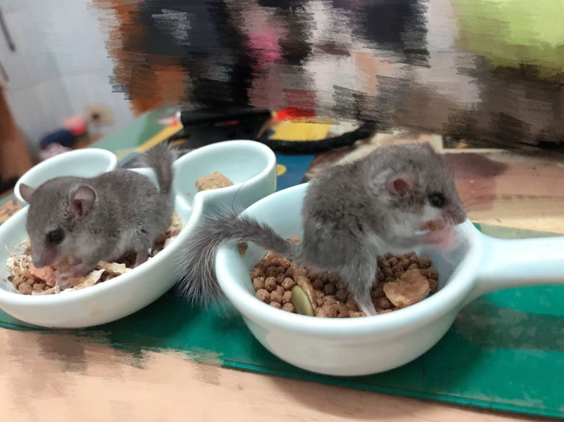 小飛鼠飼養
