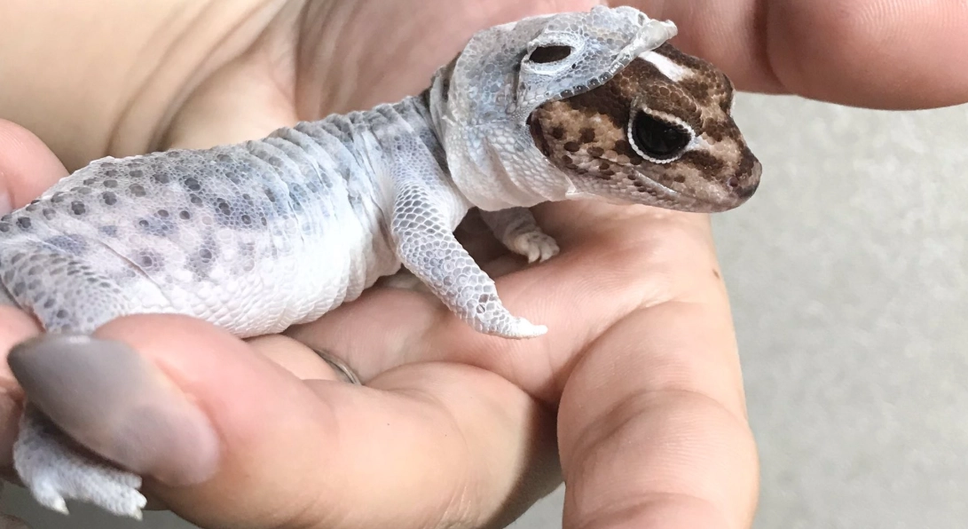睫角守宮飼養
