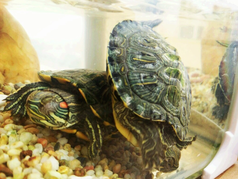 幼龜飼養 幼龜飼養