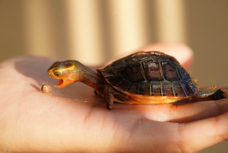 幼龜飼養 幼龜飼養