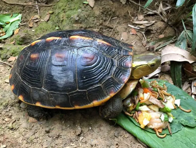 台灣養龜
