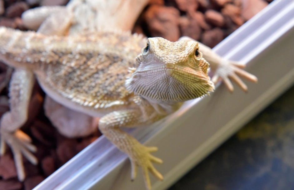鬆獅蜥環境設定 鬆獅蜥環境設定