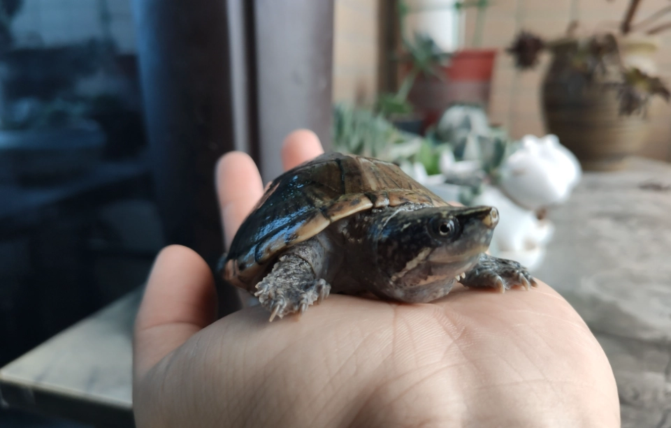陸龜飼養