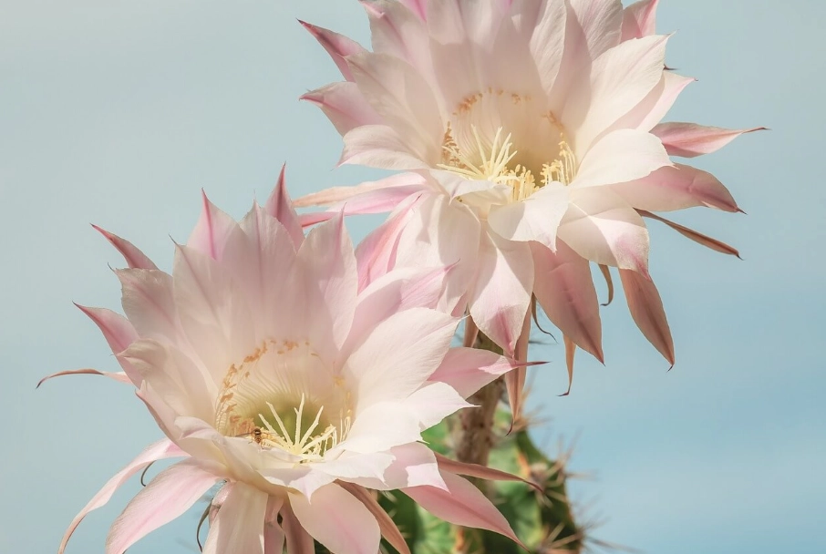 仙人掌不開花 仙人掌不開花