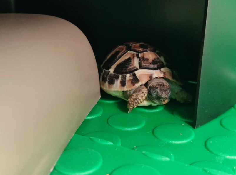 陸龜飼養