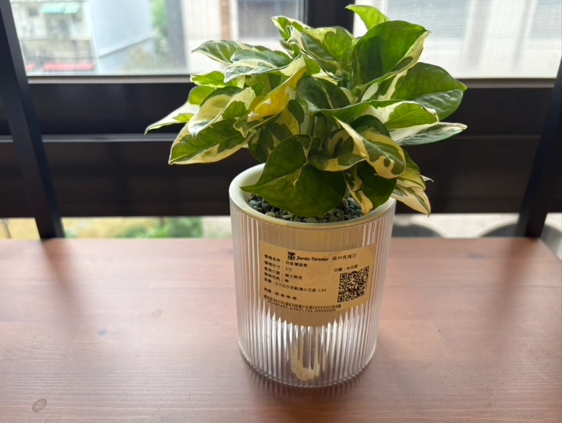 白金葛照顧
