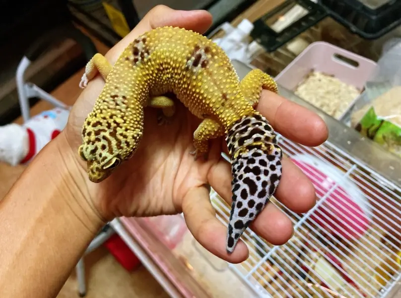 守宮拒食原因