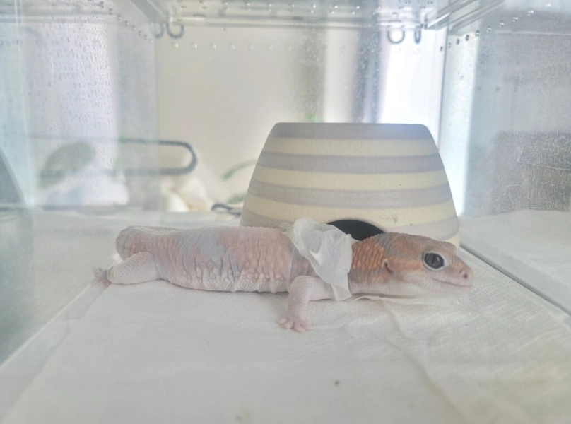 守宮脫皮