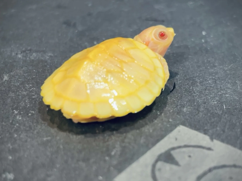 巴西龜飼養 巴西龜飼養