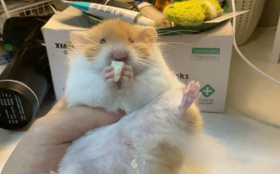 倉鼠零食推薦