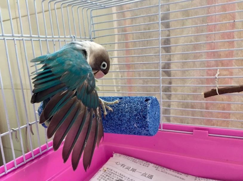 牡丹鸚鵡飼養 牡丹鸚鵡飼養