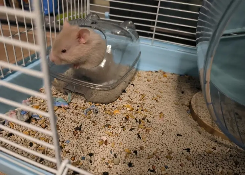 倉鼠屍體處理