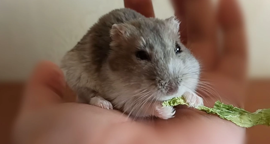 倉鼠零食推薦
