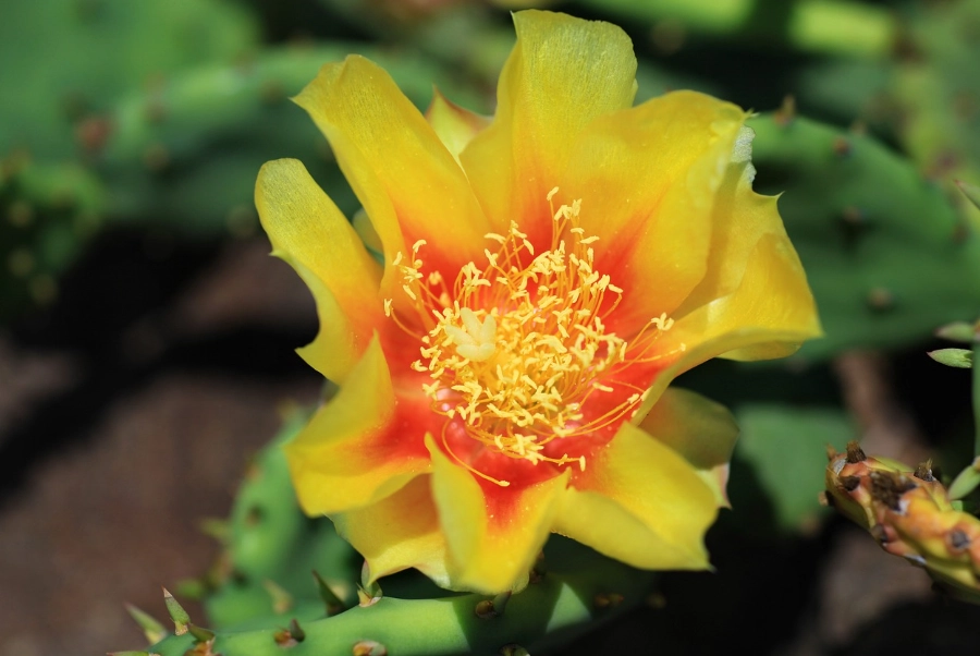 仙人掌不開花 仙人掌不開花