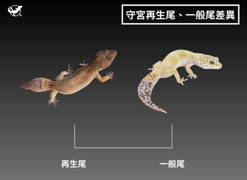 守宮斷尾 守宮斷尾