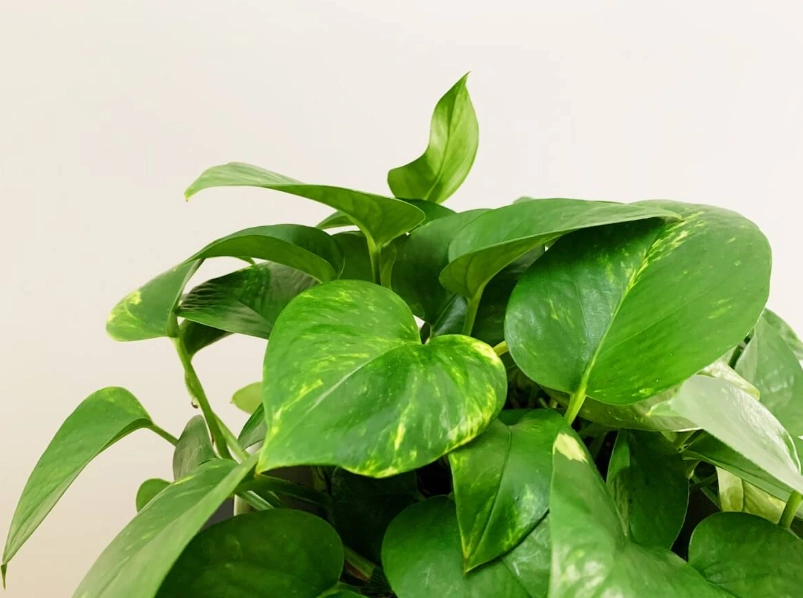 白金葛澆水 白金葛澆水