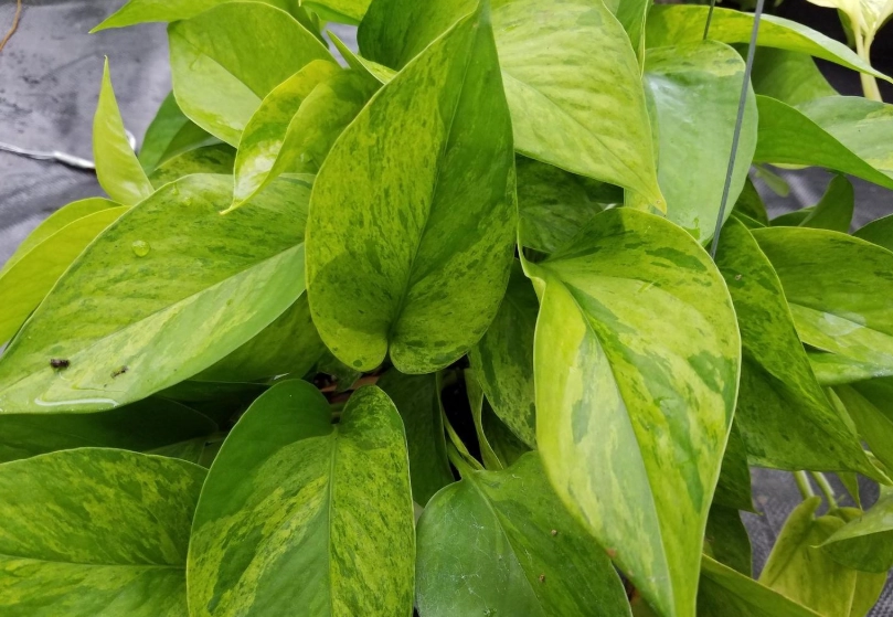 白金葛葉子發黃 白金葛葉子發黃