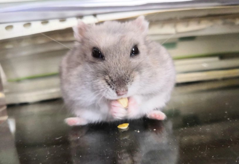 倉鼠零食推薦