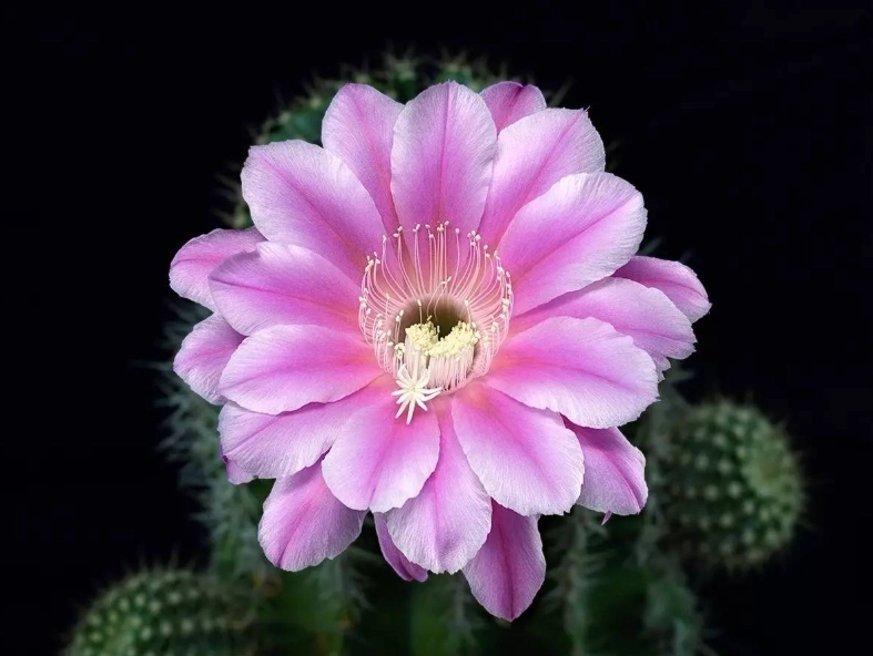 仙人掌開花品種 仙人掌開花品種