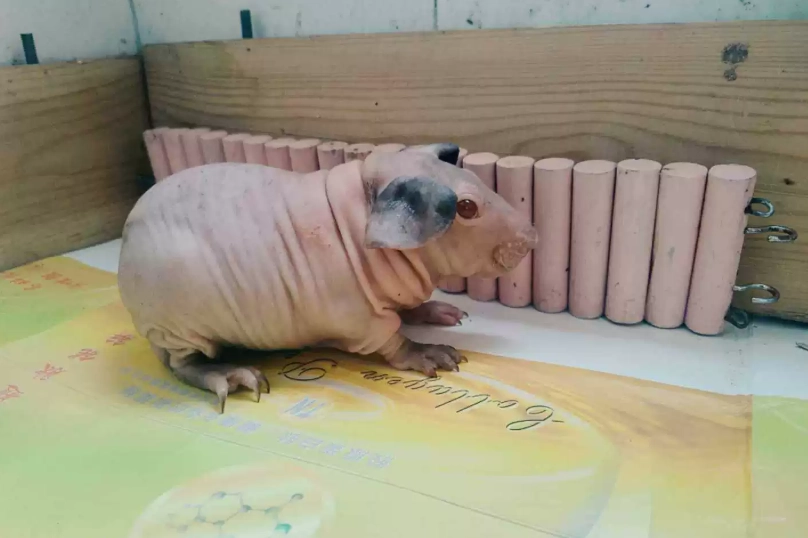裸鼠