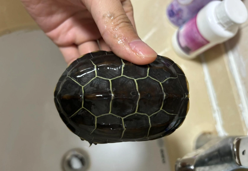 烏龜行為