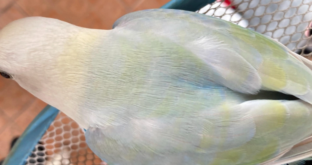 牡丹鸚鵡飼養 牡丹鸚鵡飼養