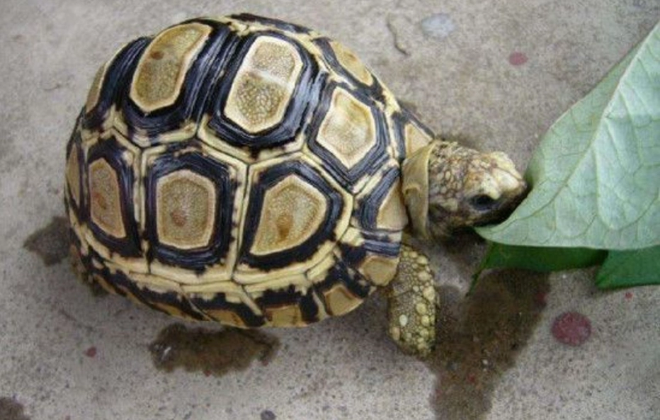 新手養龜