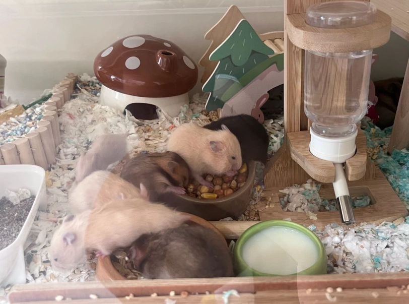 新生小鼠照顧