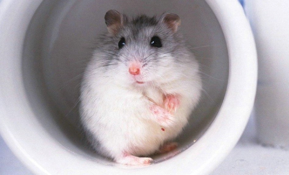 倉鼠飼養
