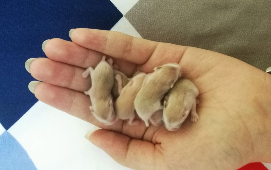 幼鼠餵奶