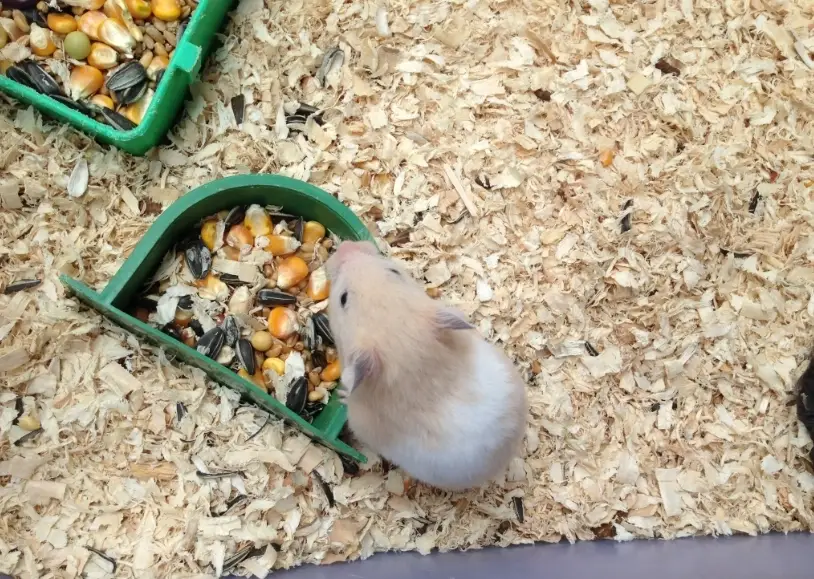 倉鼠飼養