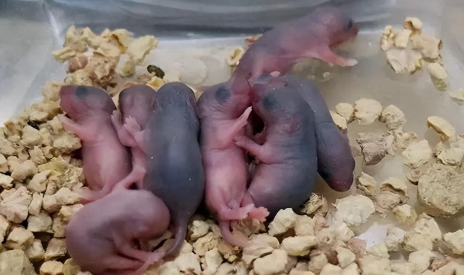新生小鼠照顧