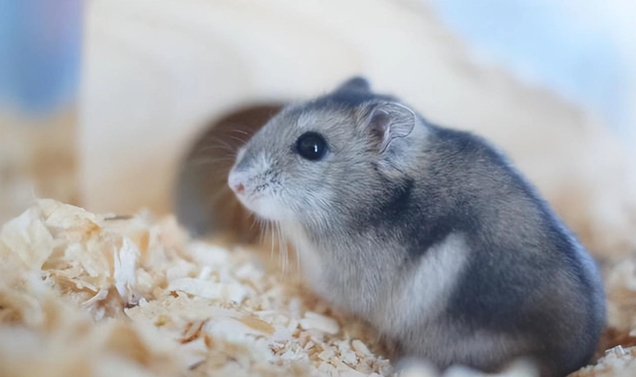 倉鼠飼養 倉鼠飼養