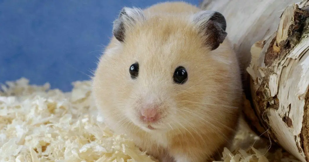 寵物鼠飼養 寵物鼠飼養