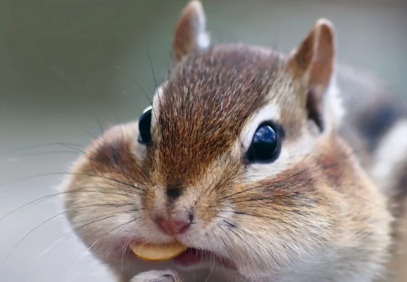 赤腹松鼠飼養