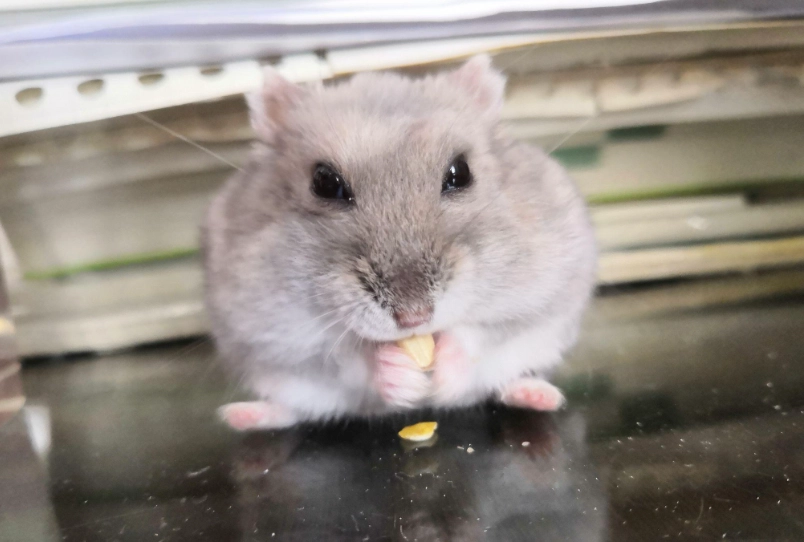 三線鼠可以吃什麼水果