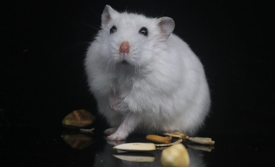 倉鼠死了怎麼辦