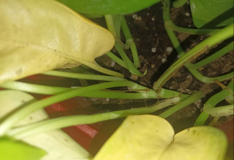 水耕黃金葛 水耕黃金葛