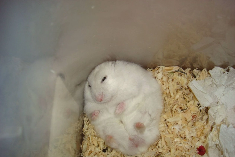 倉鼠死了怎麼辦