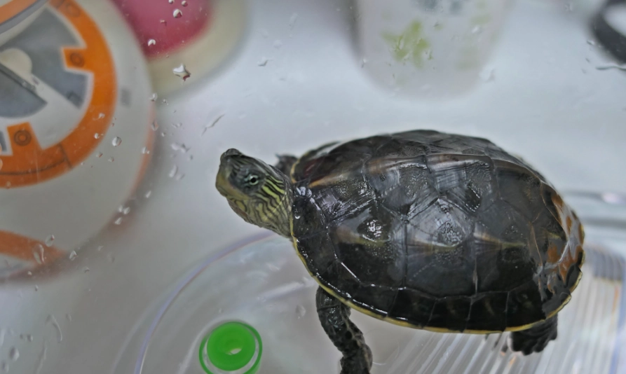 龜缸配置 龜缸配置