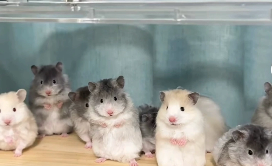 黃金鼠飼養 黃金鼠飼養