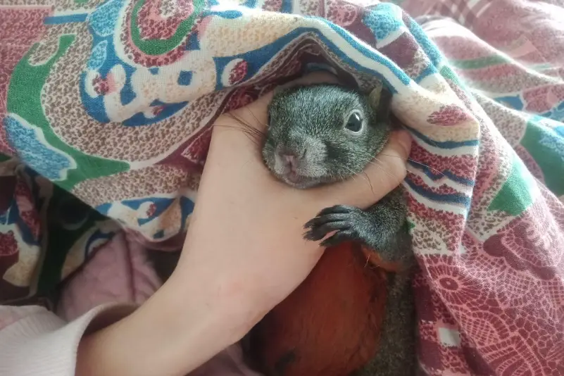 赤腹松鼠飼養