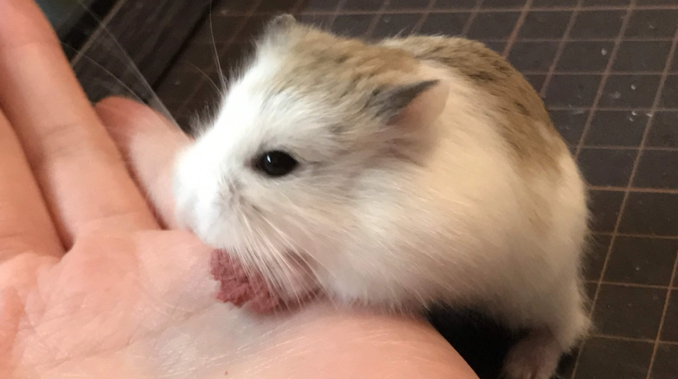 寵物鼠飼養 寵物鼠飼養
