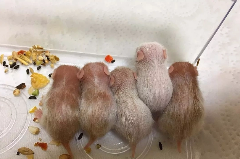 三線鼠水果清單