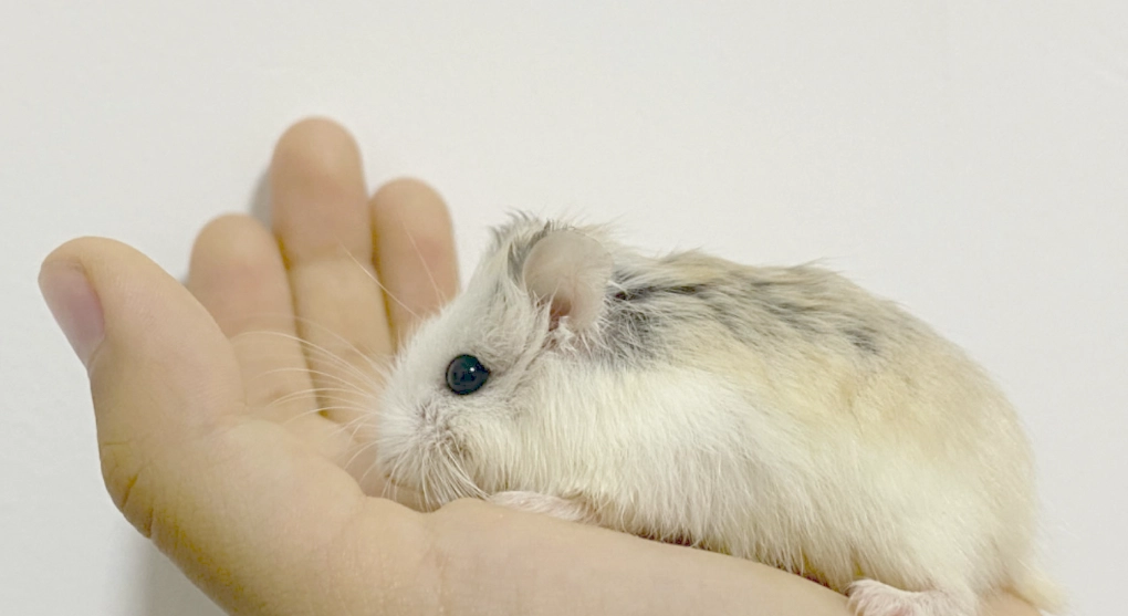 寵物鼠飼養 寵物鼠飼養