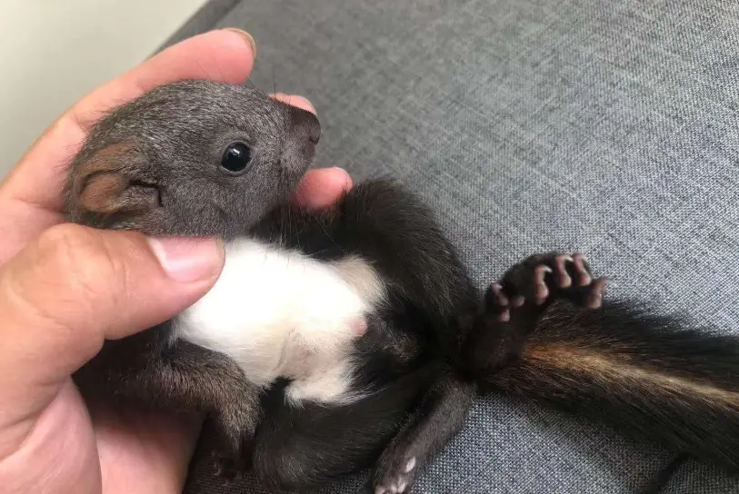 赤腹松鼠飼養