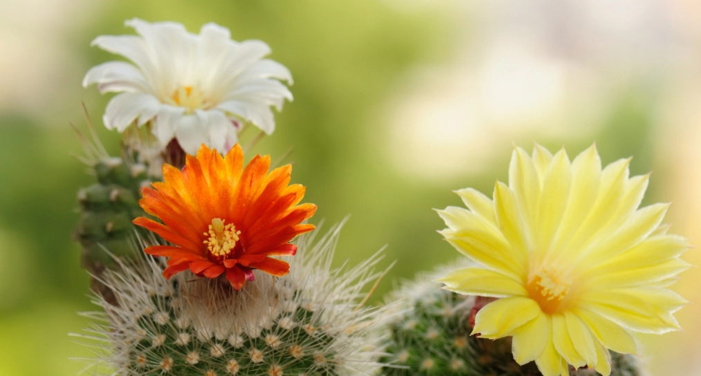 仙人掌不開花 仙人掌不開花