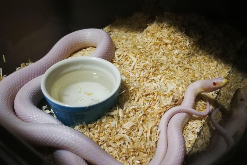 玉米蛇幼蛇餵食