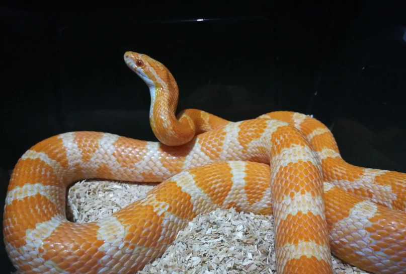 玉米蛇飼養