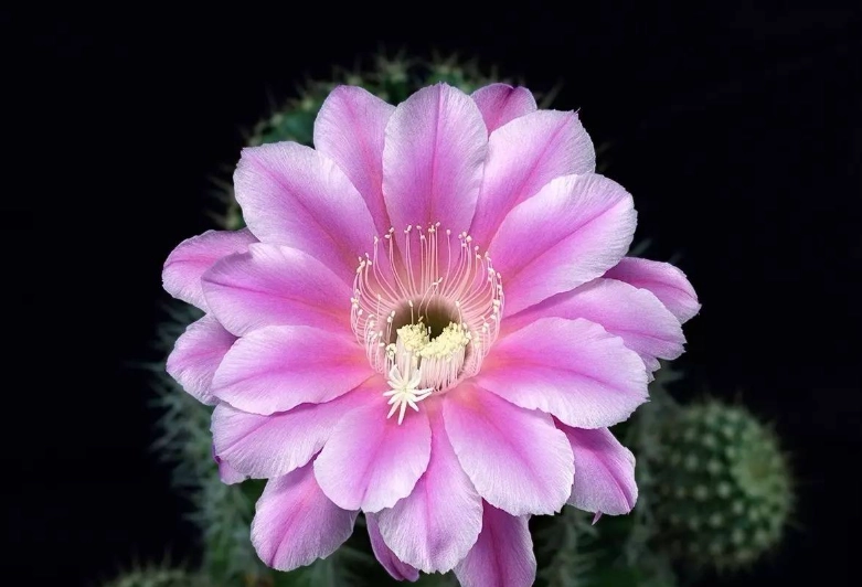 仙人掌不開花 仙人掌不開花